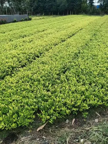 航空网球拍重量多少斤合适
